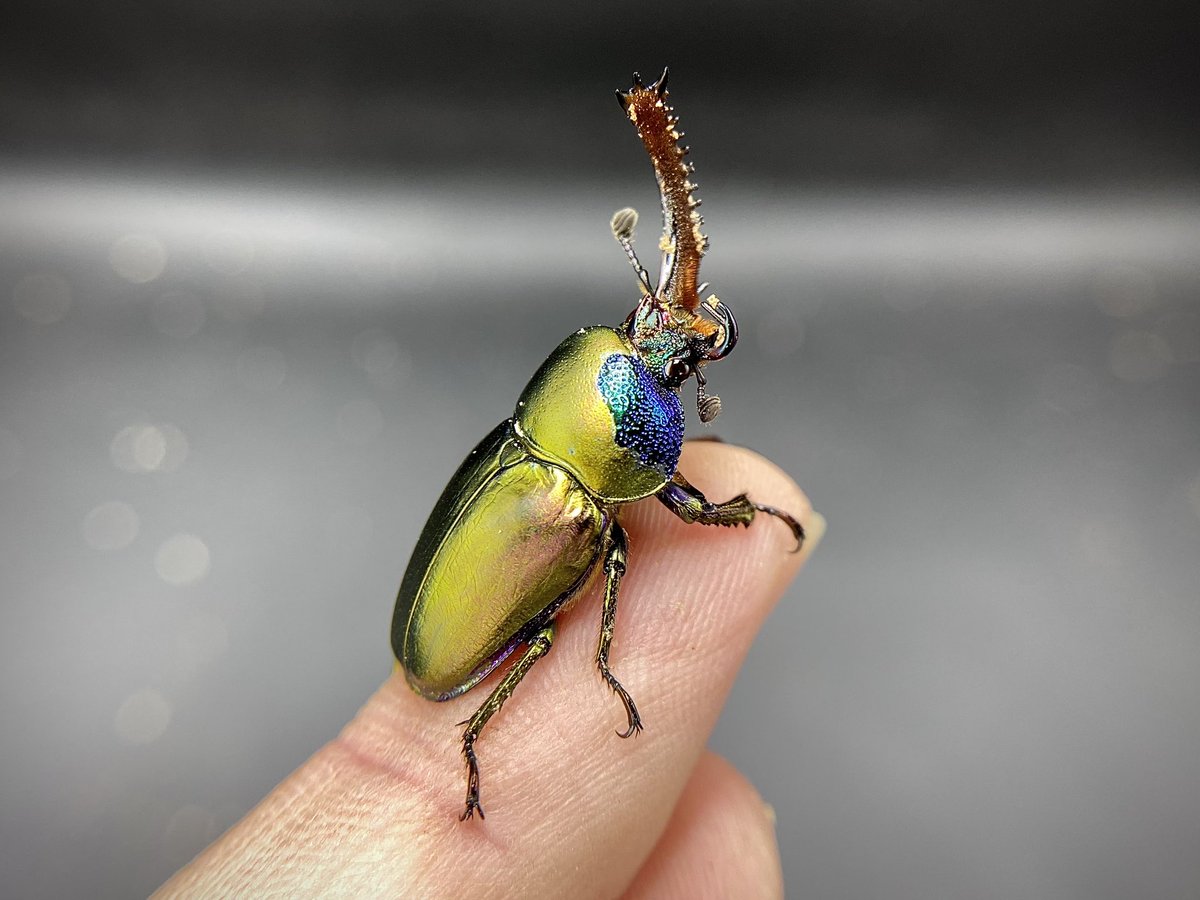 皮特玩自然 tweet media