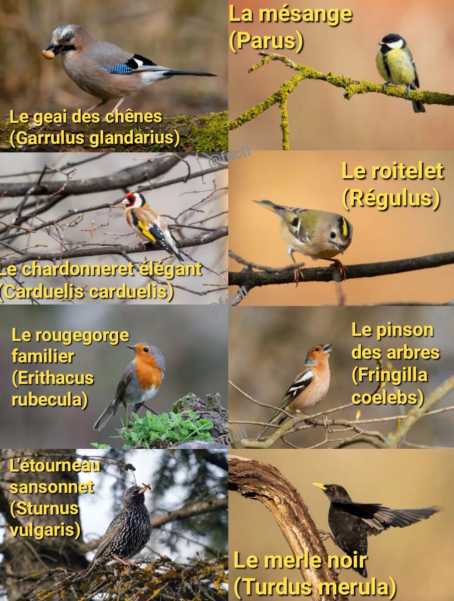 Les oiseaux à observer en liberté dans nos jardins en décembre(Europe) Espèces protégées en  danger, le chardonneret, en finir avec le braconnage et les mises en cage. #Oiseaux #Birds #Décembre #December #Europe #OiseauxEuropéens #EndCaging #EndPoaching #EuropeanBirds #UICN #LPO