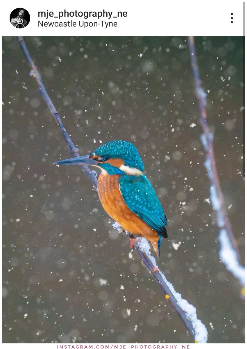 North East Tweets tweet media