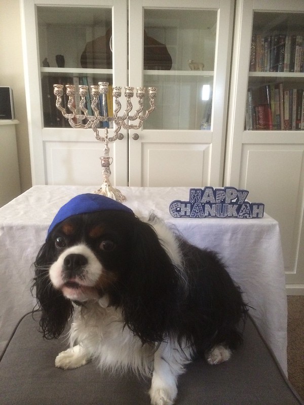 meow2you's tweet image. Last year, the fire department told Bernie to get someone else to light the menorah from now on. 🐶😂😬🐕
#HappyChanukah  

@ThePhilosopurr @GeneralCattis @HarryCatPurrs @CatFanatic9 @LuminousNumino1 @TERRYW_UK @PeterRABBIT67 @briano29 @eliznoelle @EringoB02429272 @lymeist