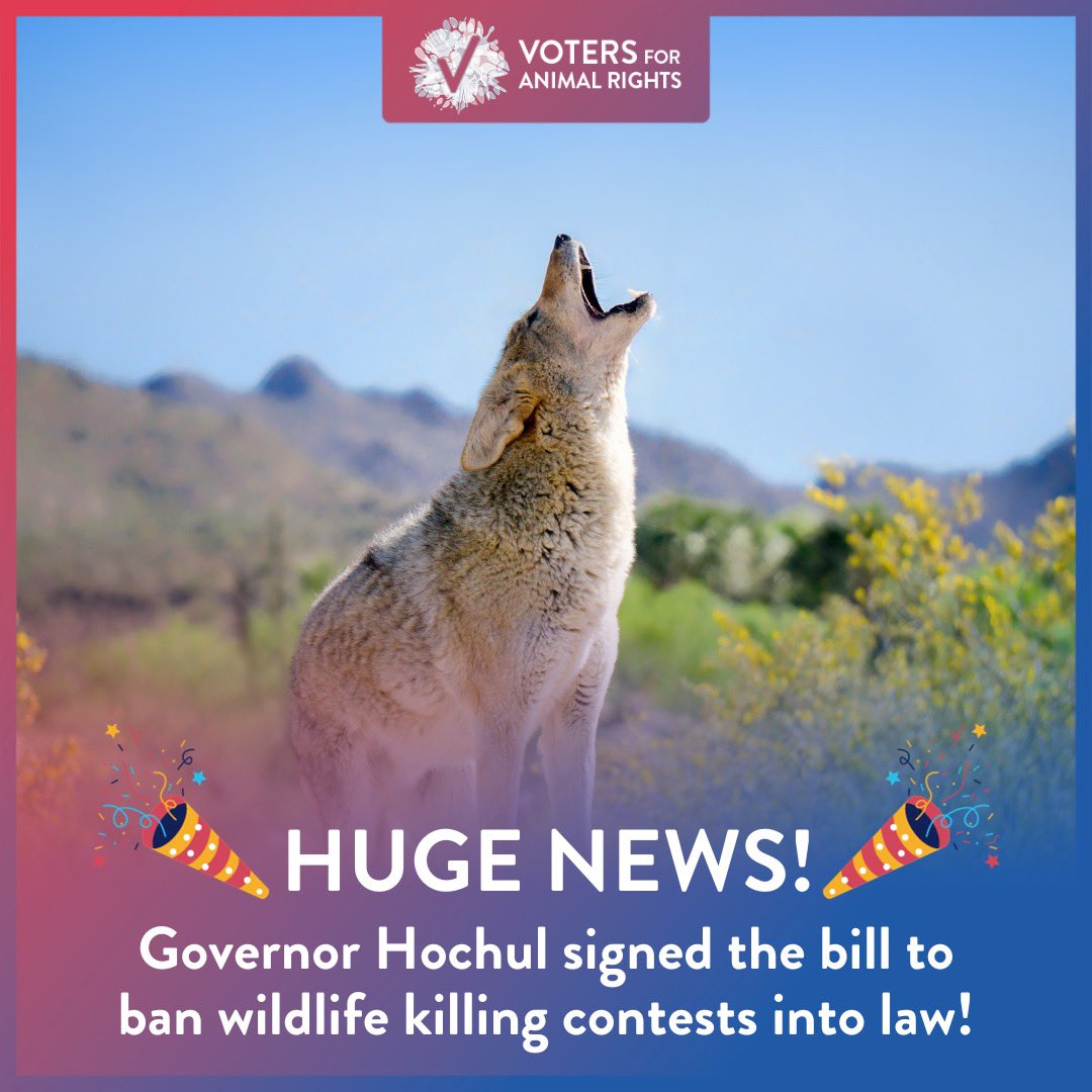 HUGE NEWS! 🎉 VFAR applauds Governor Hochul for recognizing that wildlife killing contests are an abomination, and for standing with compassionate and decent-minded New Yorkers who agree that our wildlife must be protected against horrific and senseless cruelty.