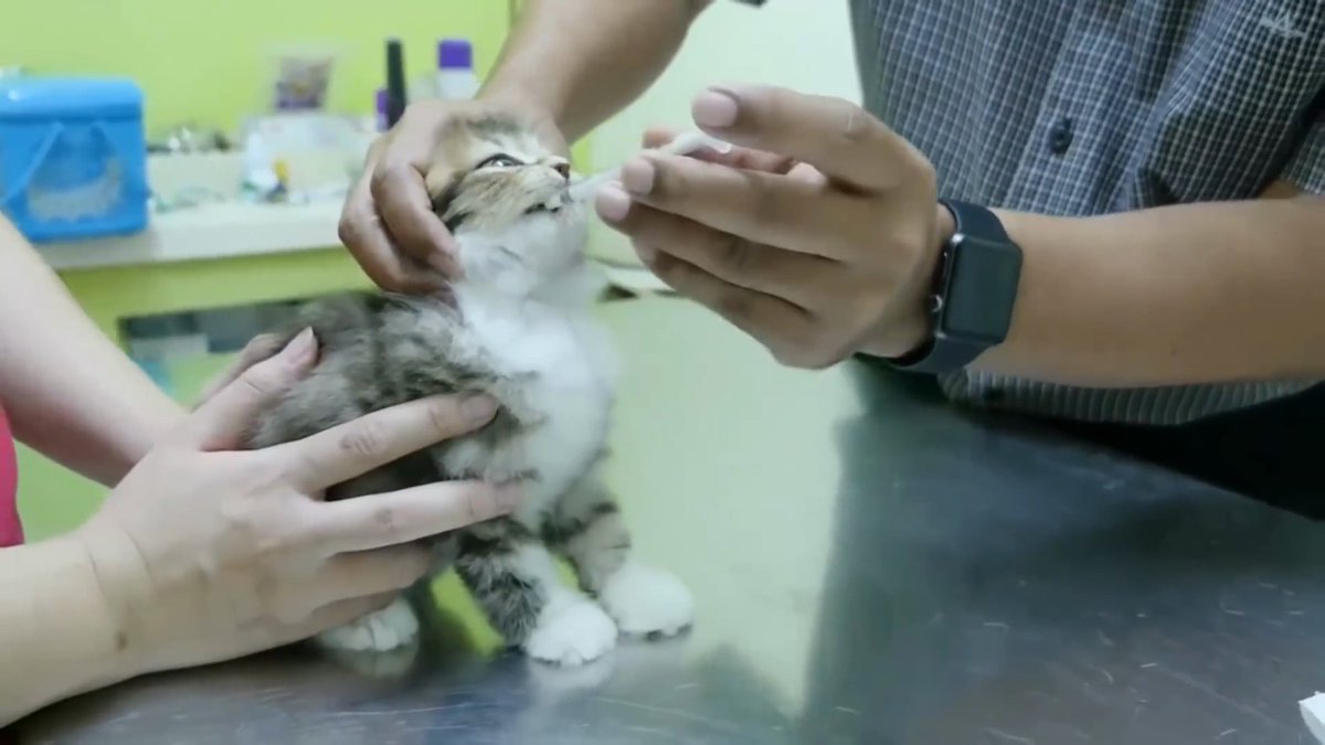 You_For_Animal's tweet photo. Thinking of adopting a kitten? Here's why it's a paw-some idea! 🐾❤️

Discover the joys of bringing home a free kitten! From companionship to unconditional love, there are countless reasons why adopting a kitten is rewarding. 

https://t.co/ck59Dyvitp https://t.co/ONEaafwGl9