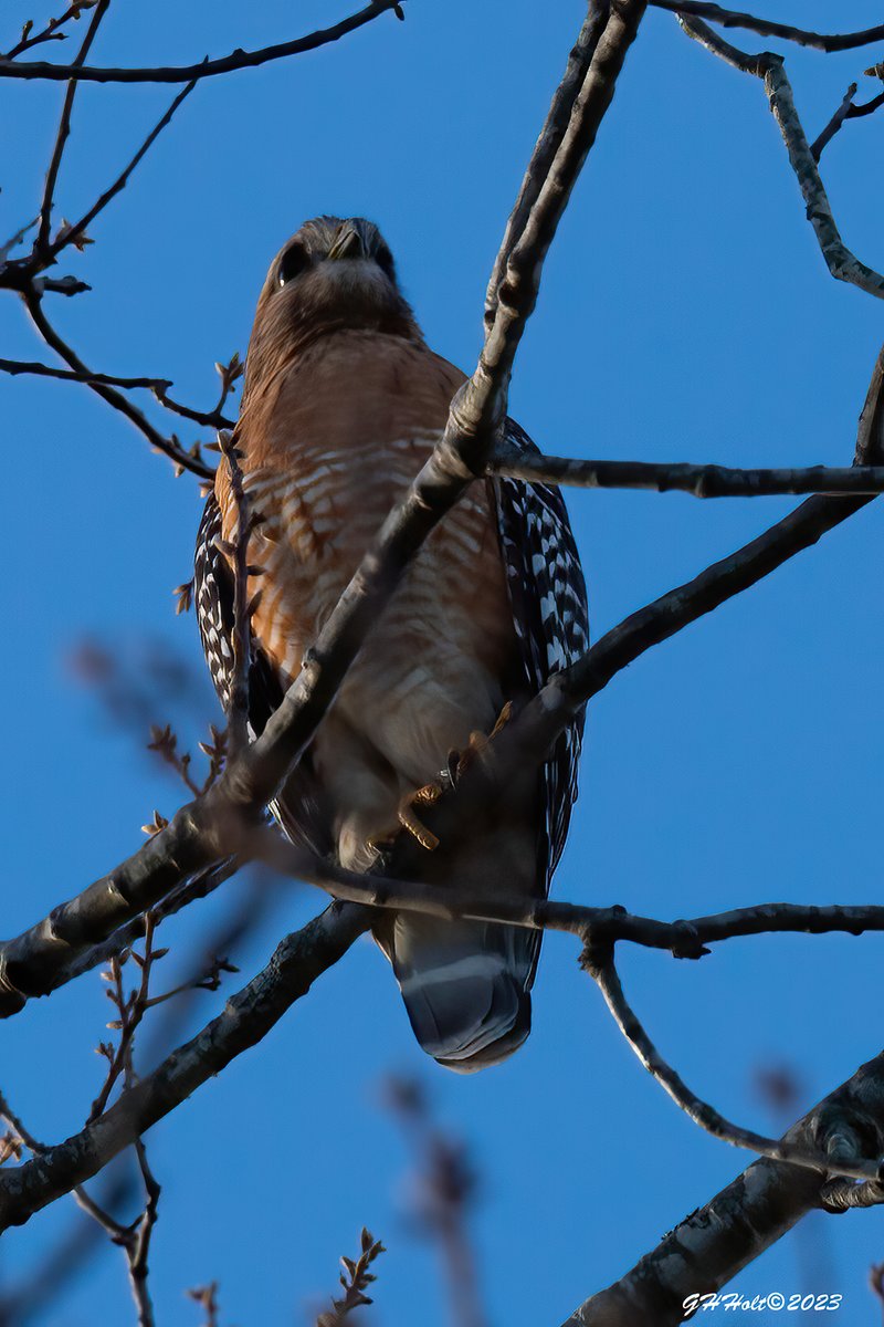 The Watcher in the woods, a Red-Shoulder Hawk 50' up in an oak tree watching the feeders.
#TwitterNatureCommunity #NaturePhotography #naturelovers #birding #birdphotography #wildlifephotography #redshoulderedhawk #raptor