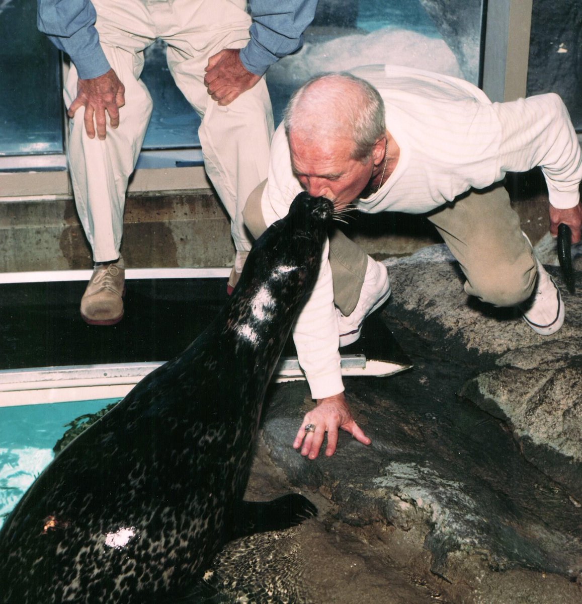 We are saddened to share the news that Tillie, one of our dearly-loved harbor seals, passed away last night at 37 years old. Tillie was born at Mystic Aquarium on May 30, 1986, before joining us at The Maritime Aquarium at Norwalk in November of 1988. As the second oldest seal