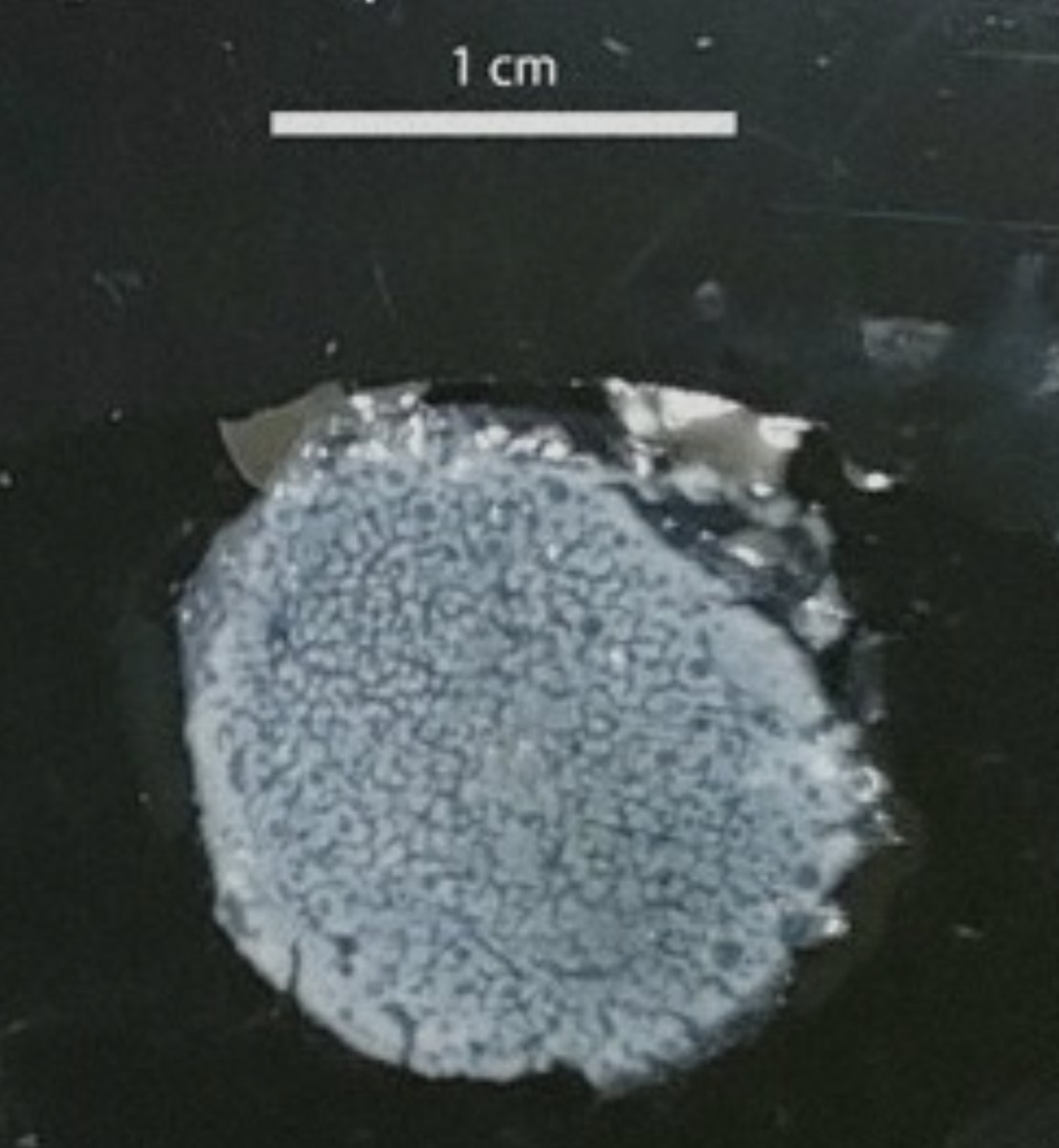 コロナ感染、心不全のリスク高まる可能性　理研など研究(毎日新聞) ワクチンやワクチン後遺症に全く触れない奇怪を極めた記事。河野太郎のデマと同様、コロナワクチンを歴史的に成功と位置づけるための徹底した印象操作だ。 今や、コロナワクチンと言えば心筋炎、心筋炎と言えばコロナワクチン。…