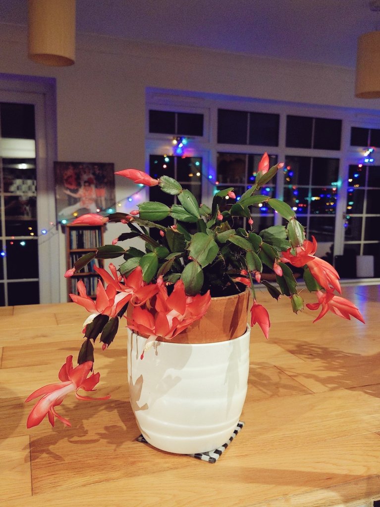 How does the Christmas Cactus know it's Christmas time at all?