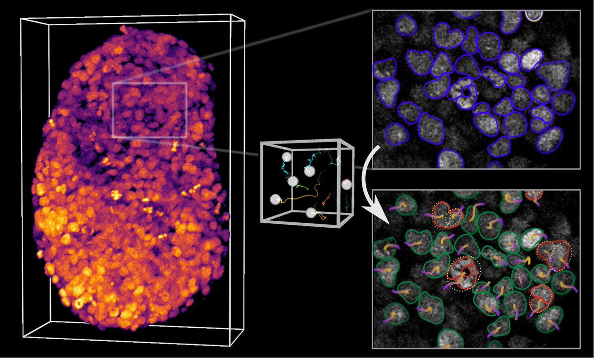 Philippe Roudot (@philipperoudot) on Twitter photo More ‘23 recap: my group’s 1st paper was released this year ! Here, we detect segmentation errors made by DL tools (Stardist, CellPose) w/o ground truth by analyzing the consistency of cell dynamics. Congrats <a href="/JVanaret/">Jules Vanaret</a> for the paper & cover :) ieeexplore.ieee.org/document/10123… More ‘23 recap: my group’s 1st paper was released this year ! Here, we detect segmentation errors made by DL tools (Stardist, CellPose) w/o ground truth by analyzing the consistency of cell dynamics. Congrats <a href="/JVanaret/">Jules Vanaret</a> for the paper & cover :) ieeexplore.ieee.org/document/10123…