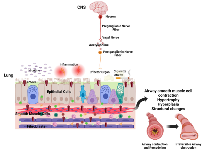 Happy Friday! This #ArticleinPress comes from our Targeting Airway Immunity in Lung Disease collection. Nicotinic Receptors in Airway Disease (Niyati Borkar et al. <a href="/MayoClinic/">Mayo Clinic</a>):

ow.ly/OocM50QlvzO

#Immunity #Inflammation #Asthma #Mitochondria