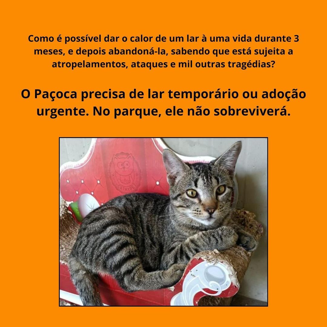 ongflagato's tweet photo. LT URGENTE - RJ 🚨

Estamos passando um momento MUITO difícil com o Paçoca 😿

Uma senhora pegou ele no Parque independentemente, ficou 3 meses com ele e agora o ABANDONOU de novo 💔

Ele já tinha se acostumado com a casa e está apavorado!

Alguém ajudar com LT?

AJUDEM COM RT! https://t.co/QzncFRj3bM