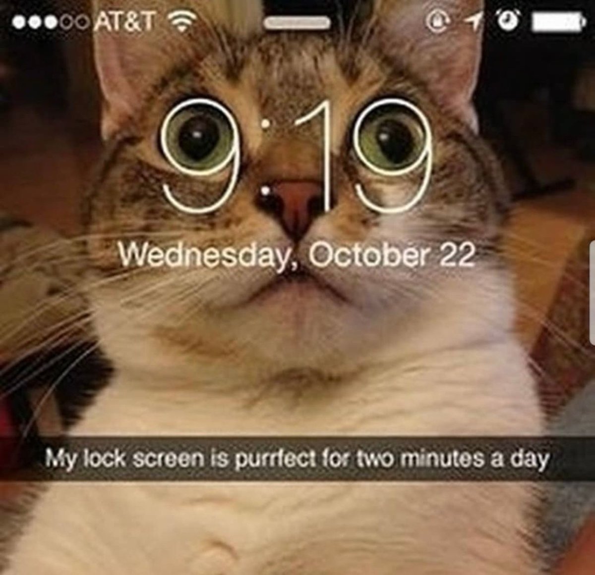 PostsOfCats's tweet image. 