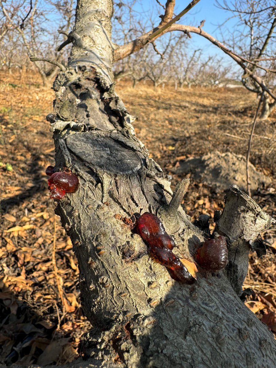 Florent Trouillas tweet media