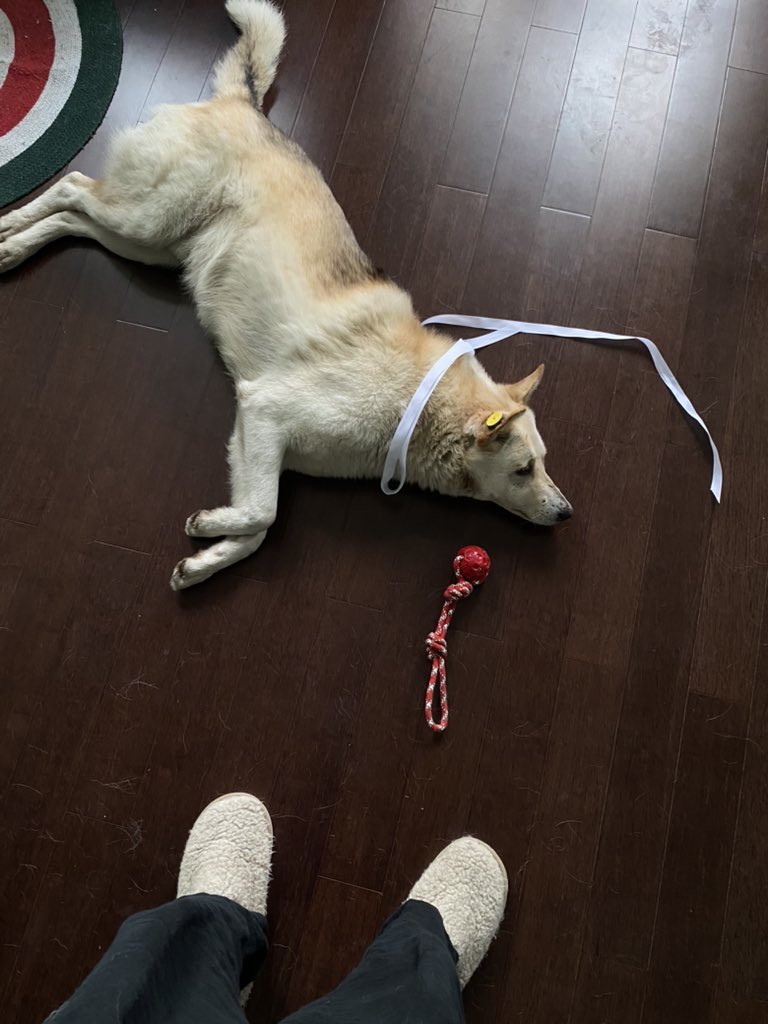 Хозяина псу так и не нашли … я в шоке