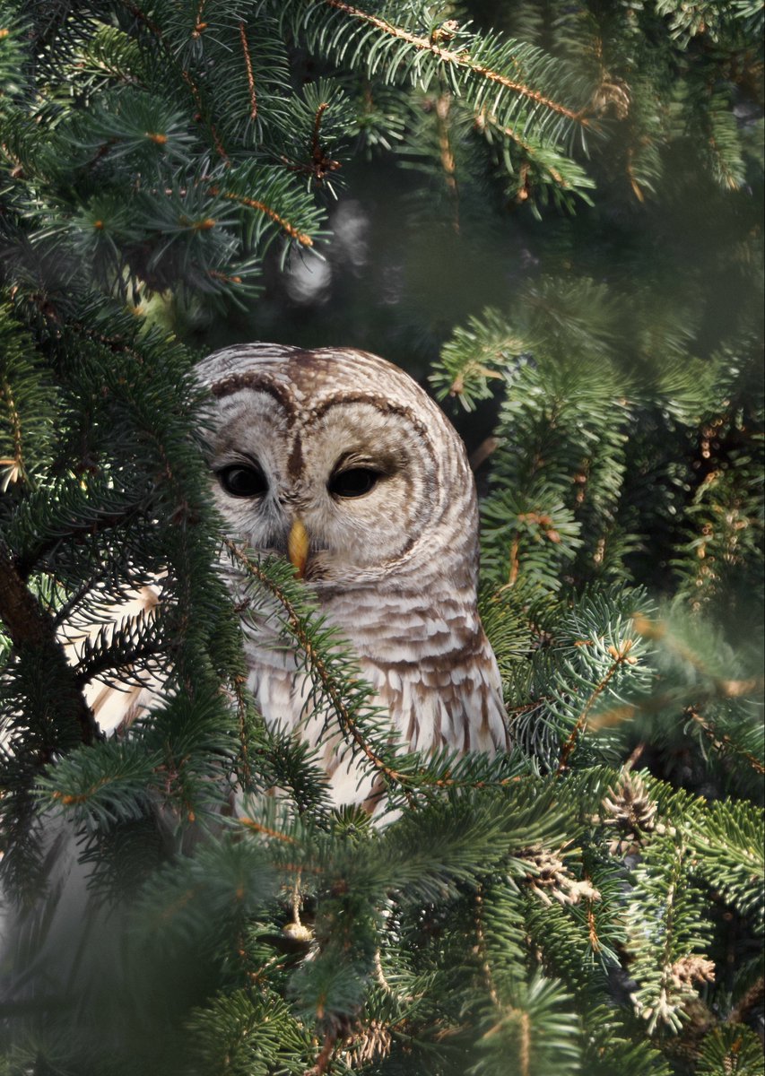 This is the cutest damn #Barred #Owl ever. Don’t @ me. Some really cool looks this morning with it hanging out in the pine trees. #TwitterNatureCommunity #TwitterNaturePhotography #Owls #WildlifePhotography #Wildlife #FridayFunDay #FridayVibes