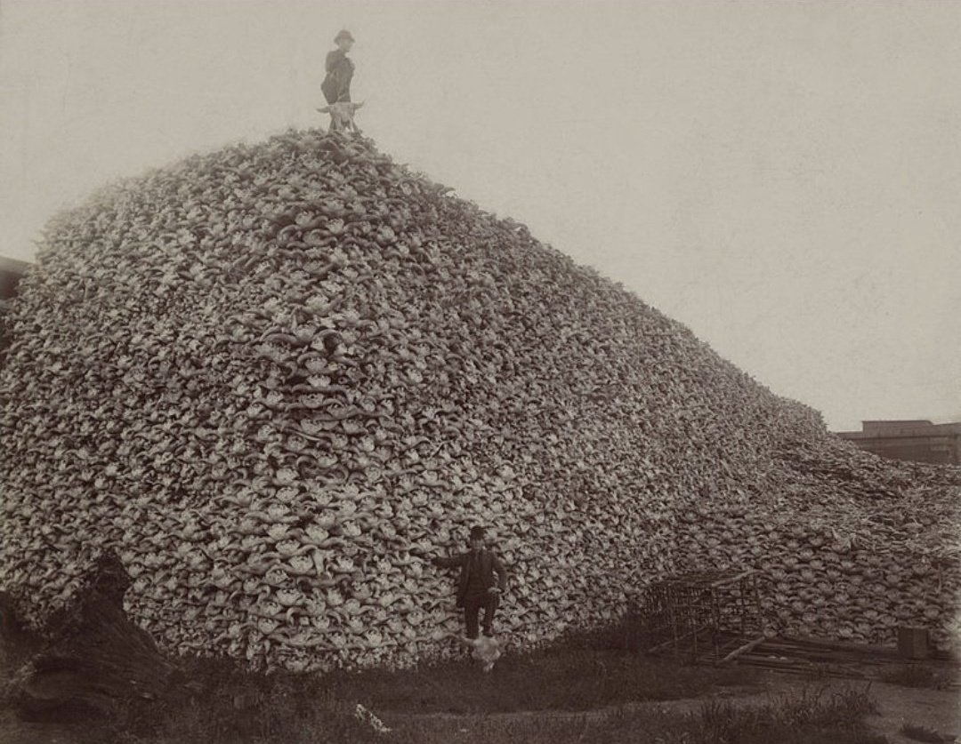 The US sanctioned the near extinction of Bison in order to starve Native Americans into submission. Col Dodge encapsulated this attitude saying 'ki!! every buffalo you can!' Before 1800, an estimated 30-60 million Buffalo roamed the Great Plains by 1900 a few hundred remained.