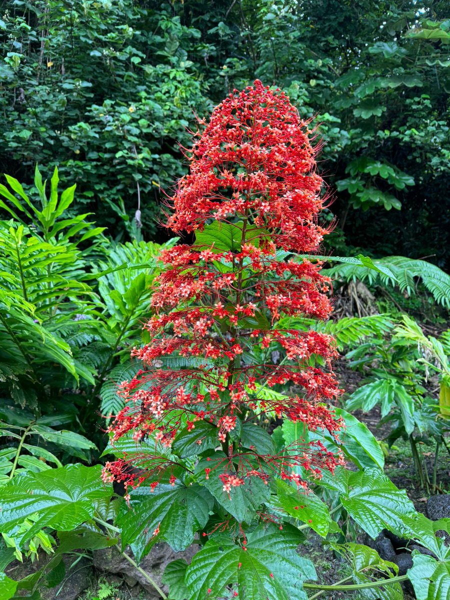 Nature's own festive decor! 🌺 Behold the Pagoda flower, sculpting a natural Christmas tree silhouette with its vibrant red blossoms. A tropical marvel, perfect for bringing a touch of warmth to your winter. #PagodaFlower #NaturalChristmas #TropicalWonder 🌿🎄