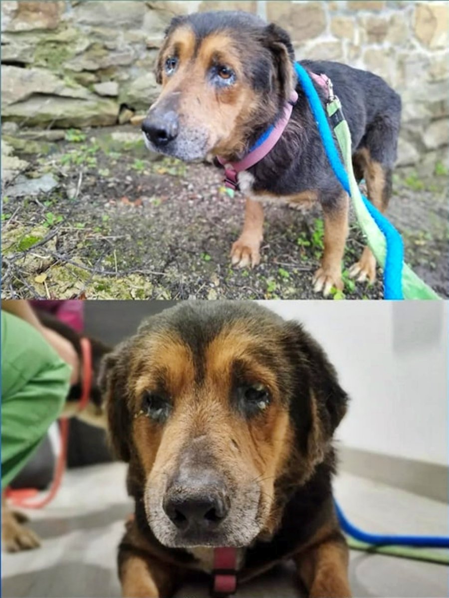 SosAbuelos1's tweet image. 🚩 #PERDIDOOOOOOOOOO
El abuelito #SAUCE ha desaparecido de su casita de acogida en PARRES, #Asturias.

Hoy lo vieron por el pueblo de #Sinariega, hacia Fuentes. 

Por favor, la gente de la zona que esté atenta por si lo ven.
Si se acerca pueden cogerlo porque es muy noble y muy…