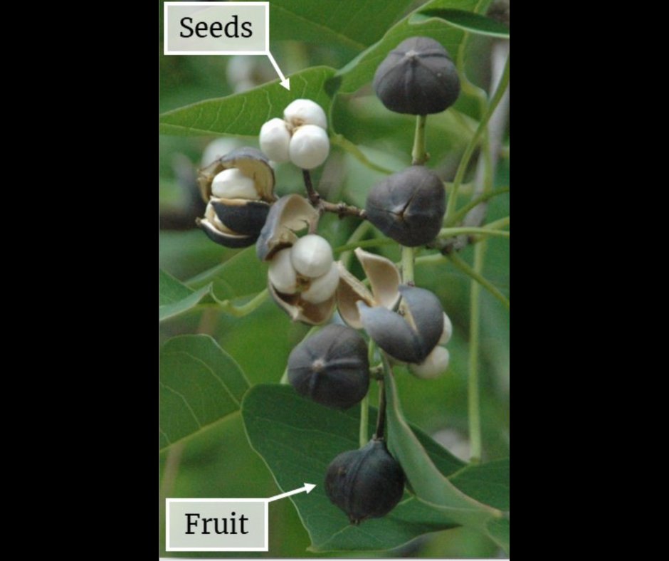 🌳 Ever noticed trees with seeds that look like popcorn, and wondered #WhatsThatPlant? The Chinese Tallowtree, aka the 'popcorn tree', is an invasive species in the southeastern US. 🌿 Help our ecosystem by reporting it at eddmaps.org. Photos courtesy of @Bugwood.