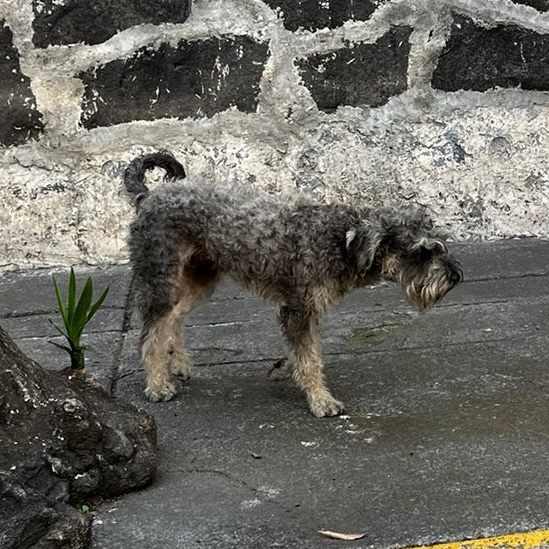 #PerroPerdido en #CDMX. No se deja atrapar, #SeBusca a su familia. Es macho, parece cruza con schnauzer, fue visto hoy 22 dic a las 12:50 pm sobre la calle Cóndor esq. Edén en #LasAguilas @PrrosPerdidosMX @MascotasSismo