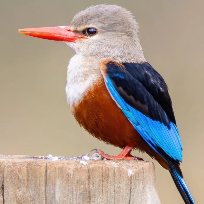 GB-WgoxbMAA6spx?format=jpg&name=small