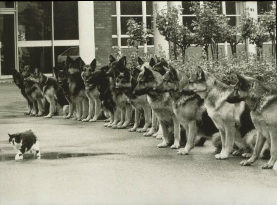 The final exam for police service dogs to remain calm in front of a cat, Germany, 1987.