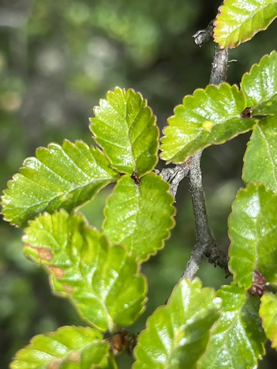 Nothofagus pumilio <a href="/PPaleofloras/">Patagonia Paleofloras</a> <a href="/BaileyHortorium/">CornellHerbarium</a> <a href="/mefpatagonia/">MuseoEgidioFeruglio</a>