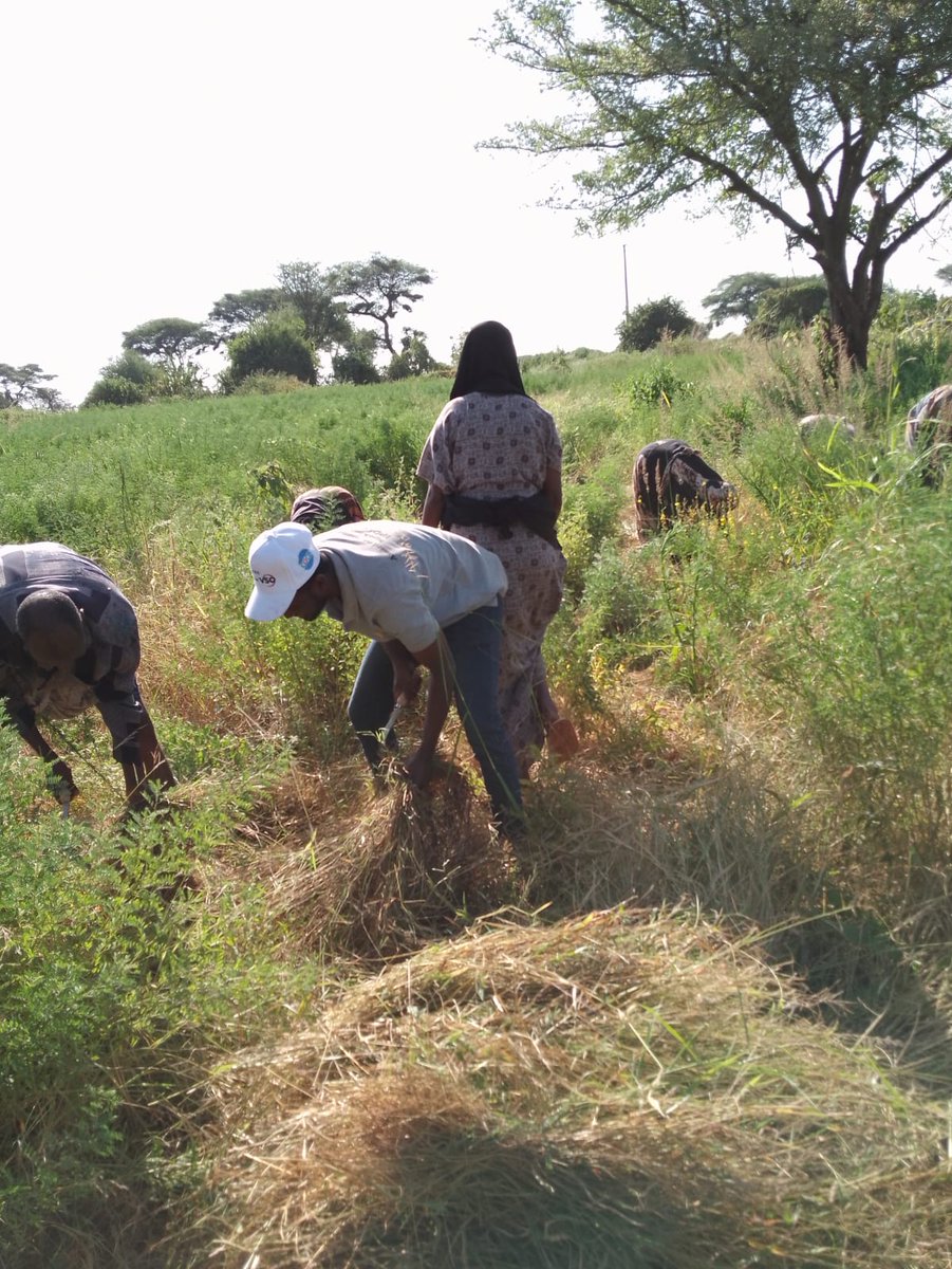 Our IPDHE primary actors harvest the now plenty grass for their cattle. VSO is making it a norm for all IPDHE project sites to help communities build resilience & conserve the resources for future use during prolonged dry seasons in Moyale

#TripleNexus approach is bearing fruits