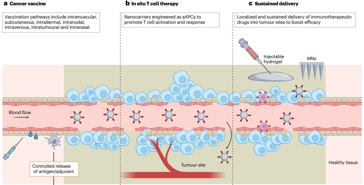 This new Review by @MJMitchell_Lab & colleagues explores how responsive biomaterials can enhance the efficacy and safety of cancer immunotherapies by providing targeted delivery and controlled therapeutic release: go.nature.com/48xw0lT