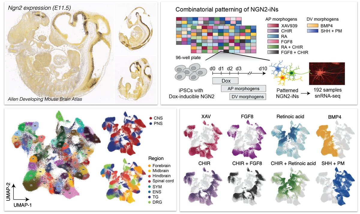 Treutlein lab (@treutleinlab) on Twitter photo Modulating morphogen pathways together with forced TF expression induces a large diversity of human neuronal cell types and states. Systematic assessment of concentrations, timing, and combinations! Great work <a href="/HsiuChuan_Lin/">Hsiu-Chuan Lin</a> <a href="/JasperJanssens7/">Jasper Janssens</a> <a href="/GrayCampLab/">Gray Camp</a> biorxiv.org/content/10.110… Modulating morphogen pathways together with forced TF expression induces a large diversity of human neuronal cell types and states. Systematic assessment of concentrations, timing, and combinations! Great work <a href="/HsiuChuan_Lin/">Hsiu-Chuan Lin</a> <a href="/JasperJanssens7/">Jasper Janssens</a> <a href="/GrayCampLab/">Gray Camp</a> biorxiv.org/content/10.110…