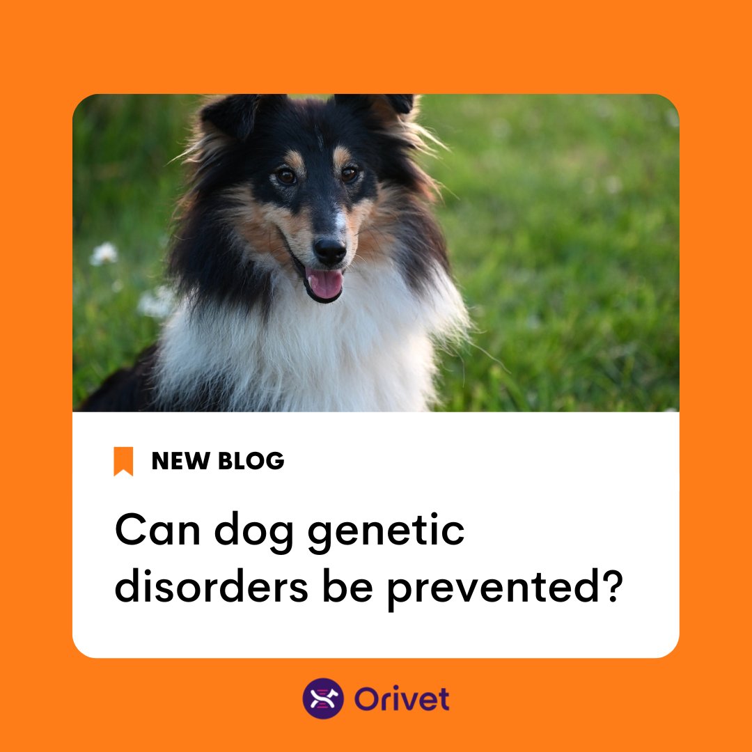 Dogs bring so much joy and companionship to our lives. It's important to remember that they depend on us for their overall health and happiness. Learn about the potential genetic disorders that may affect our furry friends on our blog: bit.ly/47zoRRY #orivet #dogdna