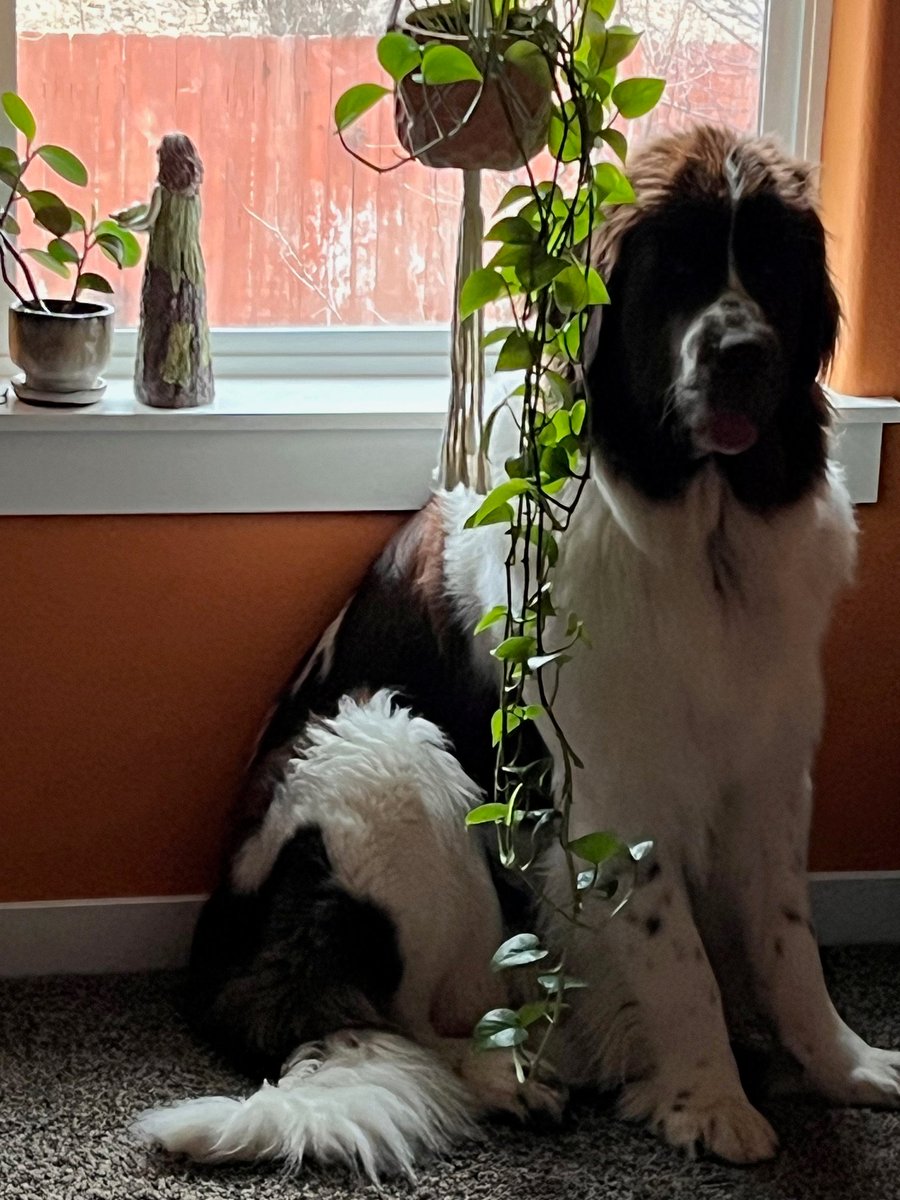 Penny. At eight weeks and last week. She loves "hiding" behind this plant in my bedroom, and I've pics measuring her and the plant on their growth charts.  The day after the Solstice we enter more light. Penny is just one of my many lights. I hope you, too, have many lights.