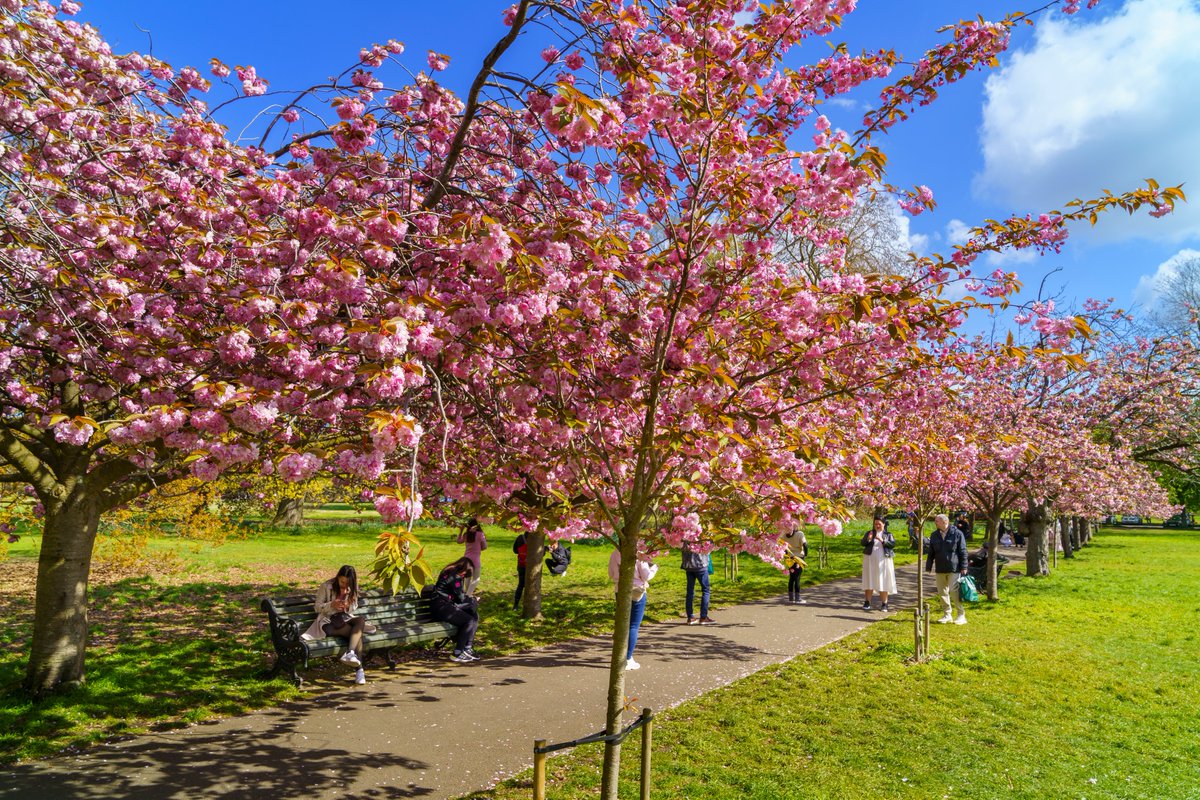 April 2023: Greenwich Park was once again blooming bright pink as cherry blossom trees drew in the crowds 🌸 These spectacular colours can only be seen for a short period of time each year, but it is well worth putting it in the calendar. #12MonthsOfTRP