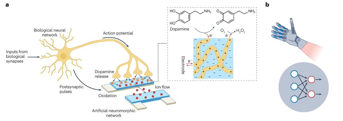 Our new Perspective from @gkoupidenis @yvdburgt & colleagues discusses the potential of organic mixed conductors in soft matter for bioinspired systems, detailing their role in creating efficient, low-power, and adaptable technologies: go.nature.com/48vIw5s