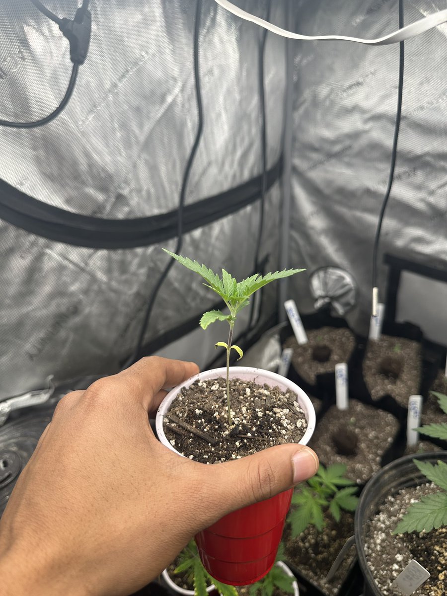 CogsCannaCo's tweet image. Little girl begging for more 🙏🏽💚

Stay Terpy 🫰🏾💚

#Terpy