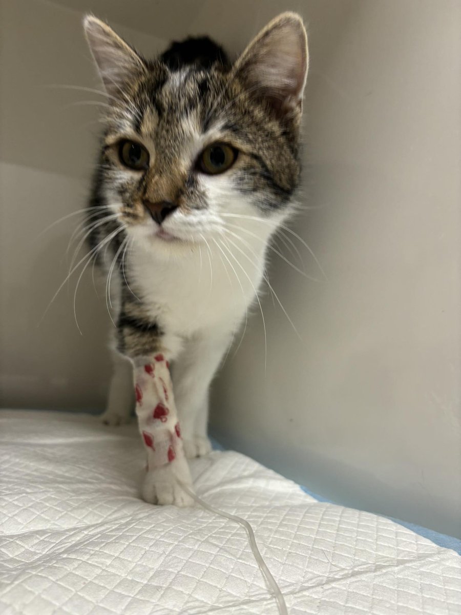 A Johny wciąż prosi o pomoc... 💔

ratujemyzwierzaki.pl/johnyy-felineus

Na kociej zbiórce coś nie przybywa grosików, a maluch walczy z infekcją...
Podarujesz mu złotówkę i "podaj dalej"? 🙏🙏🙏