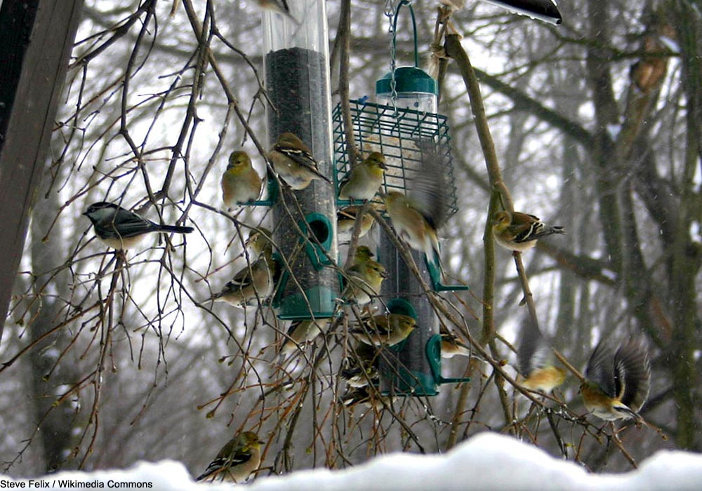124ème Recensement des Oiseaux de Noël ou Christmas Bird Count en Amérique du Nord jusqu'au 5 janvier 2024 ➡️ Cliquez sur ce lien pour en savoir plus : ornithomedia.com/agenda/124eme-… #oiseaux #birds #ornithologie #ornithology @audubonsociety @BirdsCanada #AudubonCBC #Christmas #Noel