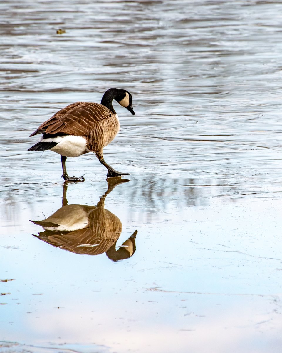 Walking on thin ice
#365photodgraphy2023, #potd2023, #photoaday, #everydayphotographer, #photooftheday, #pad2023-354, #goose, #canadagoose, #onthinice, #reflection, #keepingbalance