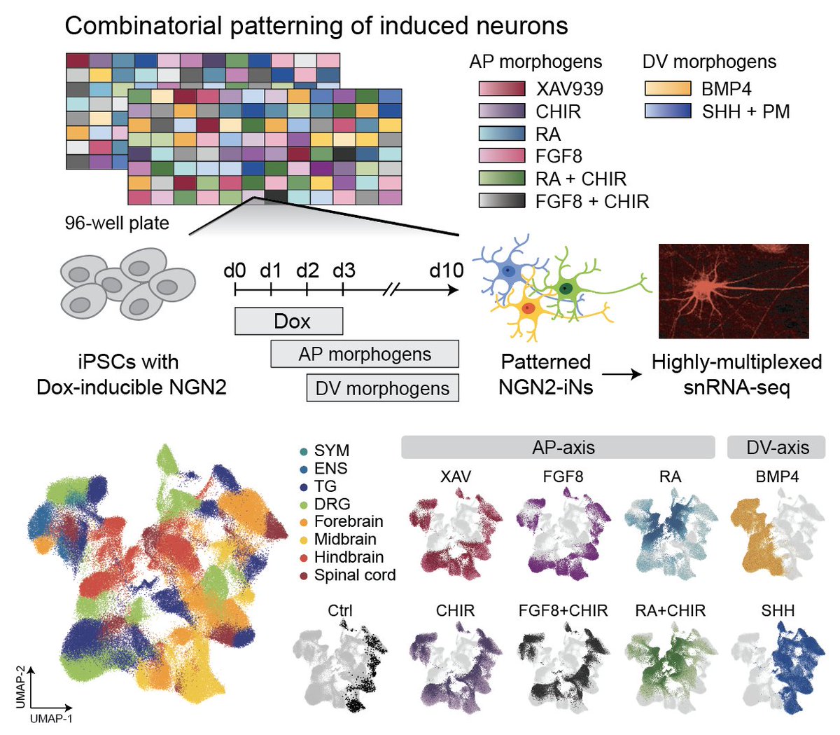Hsiu-Chuan Lin (@hsiuchuan_lin) on Twitter photo Programming diverse neuron subtypes from stem cells! Coupling patterning with proneural TF induction, we screened for 480 morphogen signaling modulations in ~700K cells. Great work with <a href="/JasperJanssens7/">Jasper Janssens</a> <a href="/TreutleinLab/">Treutlein lab</a> <a href="/GrayCampLab/">Gray Camp</a> biorxiv.org/content/10.110… Programming diverse neuron subtypes from stem cells! Coupling patterning with proneural TF induction, we screened for 480 morphogen signaling modulations in ~700K cells. Great work with <a href="/JasperJanssens7/">Jasper Janssens</a> <a href="/TreutleinLab/">Treutlein lab</a> <a href="/GrayCampLab/">Gray Camp</a> biorxiv.org/content/10.110…