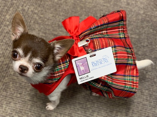 The only thing that #BMC Healing Pup Nellie enjoys more than dressing festively for the holidays is supporting BMC patients. Join Nellie with a donation to BMC. Your gift will be matched dollar for dollar by a generous donor: bit.ly/3GMa0Ym