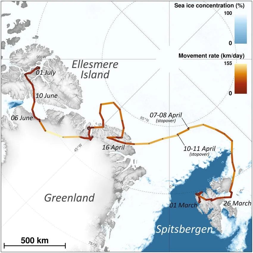 The journey of an Arctic Fox that walked from Norway to Canada in 2018