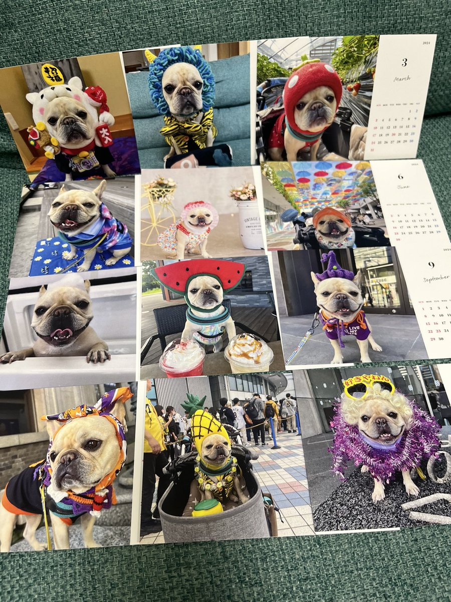 DaifukuNara's tweet image. 2024年用大福カレンダー作りました😆💓親バカで〜す💓💓💓💓💓

#Frenc #Frenchbull 
#frenchbulldog 
#Frenchbulldoglover 
#フレンチブルドッグ
#大福　#奈良
#大福フレブル奈良
#2024カレンダー
@tolot_com