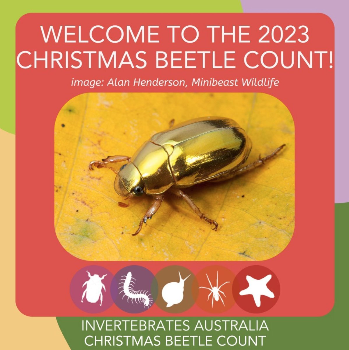 Where are all the Christmas Beetles?
While you're out and about eucalypt-spotting, keep an eye out for gumleaf-loving Christmas Beetles, snap a photo and upload your sightings to the @invertsau #ChristmasBeetleCount on @inaturalist: invertebratesaustralia.org/christmasbeetl…