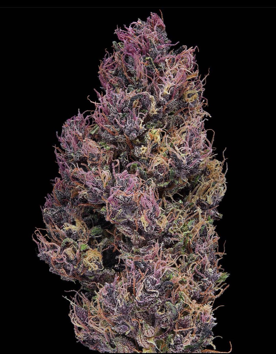 Fernand49034227's tweet photo. Pinkleberry 🩷🫐
@erik.nugshots 
📸: greensourcegrardens https://t.co/rqW9DRBi65