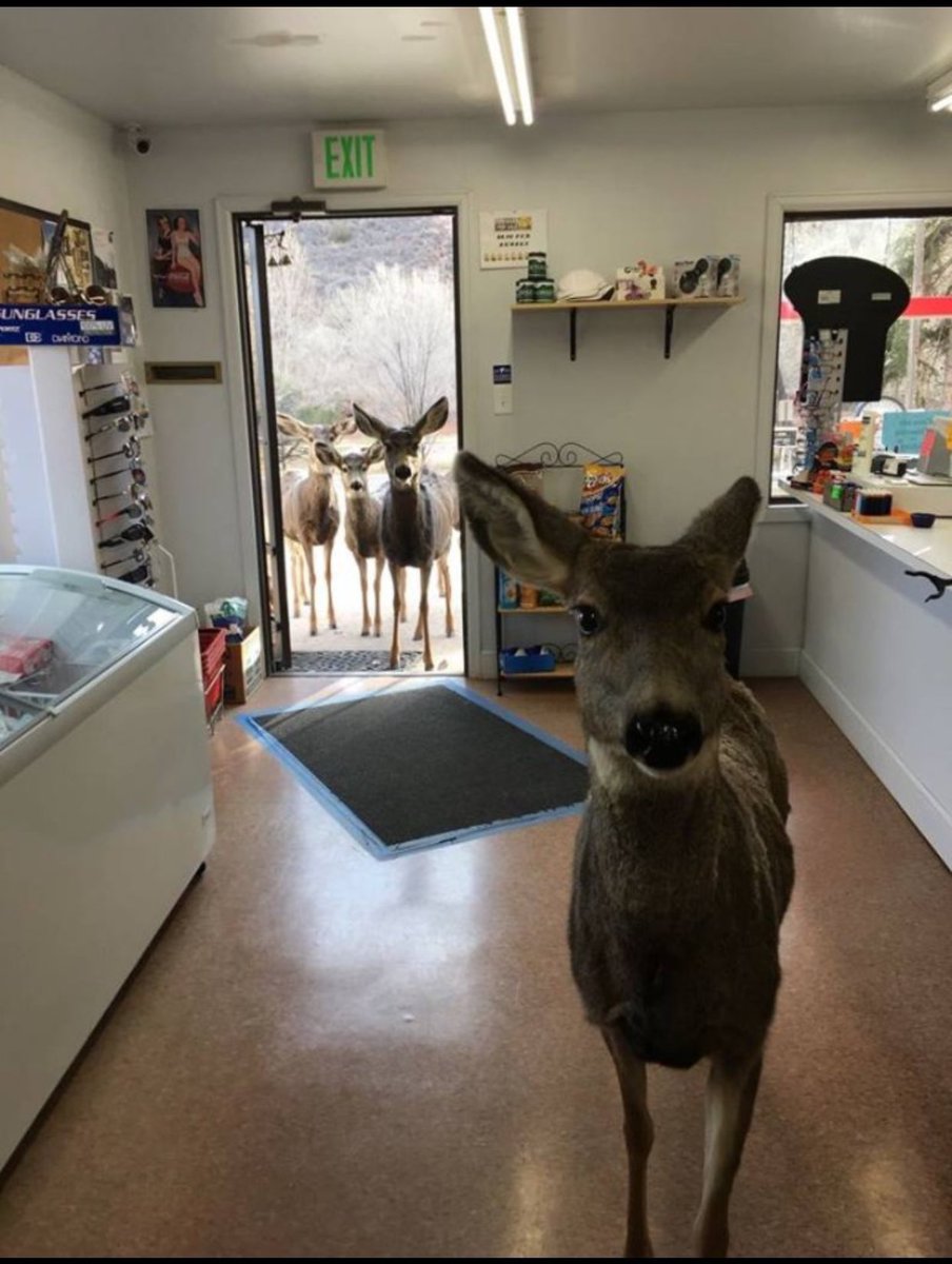 @Morbidful In 2017, a deer walked into a store in Colorado. In an attempt to get it to leave, an employee fed the deer a peanut bar. The deer did leave but returned later that day with it's entire family. You know what’s even more comical in the pics is only a deer that went inside while…