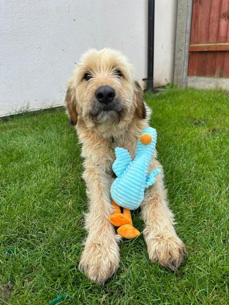 Please retweet to help Dougal find a home #LINCOLNSHIRE #UK Dougal here and my friend Duckie of course!🦆 Just a few things you should know about me.... ⭐I am a bit bigger than I look in my photos, I weigh 28kgs! 🐾I am an absolute softy who loves to play. 🐶I enjoy the quiet…