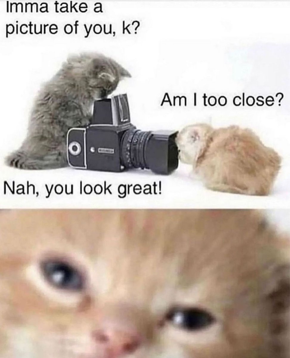 Posts Of Cats (@postsofcats) on Twitter photo 