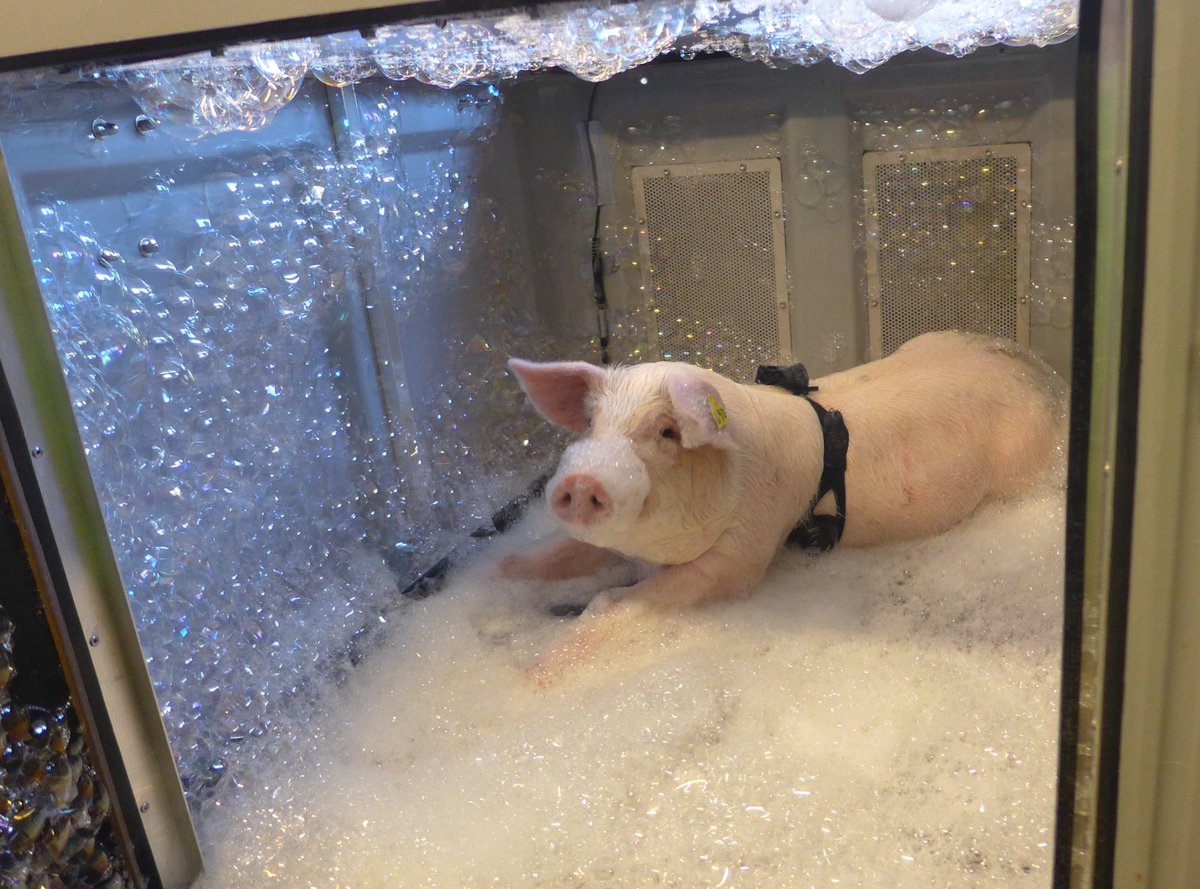 Maria Vilain Rørvang (@mariarorvang) on Twitter photo New paper out 🎉 The aroma of the foam affects pigs’ responses to the foam, which emphasise the importance of foam aroma in further development of the high expansion N2 foam stunning method for pigs
#pigolfaction
<a href="/AWallenbeck/">Anna Wallenbeck</a> Cecilia Lindahl & Miranda Blad sciencedirect.com/science/articl… New paper out 🎉 The aroma of the foam affects pigs’ responses to the foam, which emphasise the importance of foam aroma in further development of the high expansion N2 foam stunning method for pigs
#pigolfaction
<a href="/AWallenbeck/">Anna Wallenbeck</a> Cecilia Lindahl & Miranda Blad sciencedirect.com/science/articl…