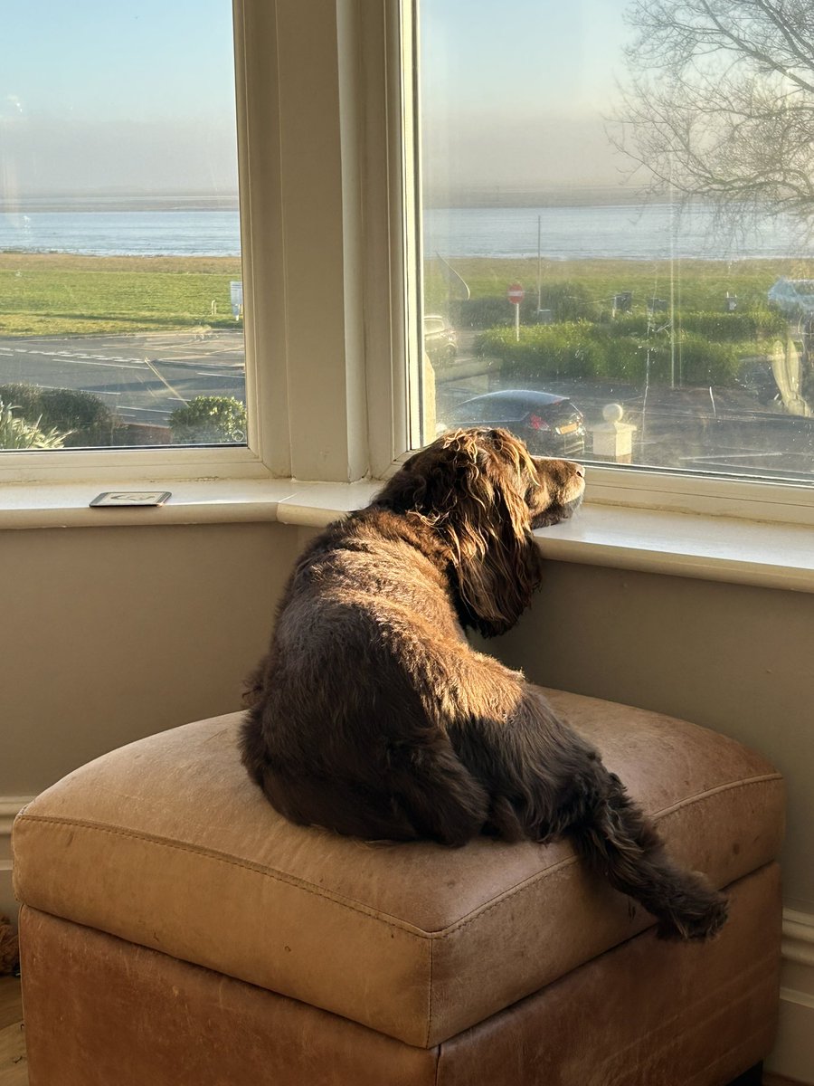 CescaRock's tweet photo. @robthor Toffee  😊 https://t.co/Ar41a40kai