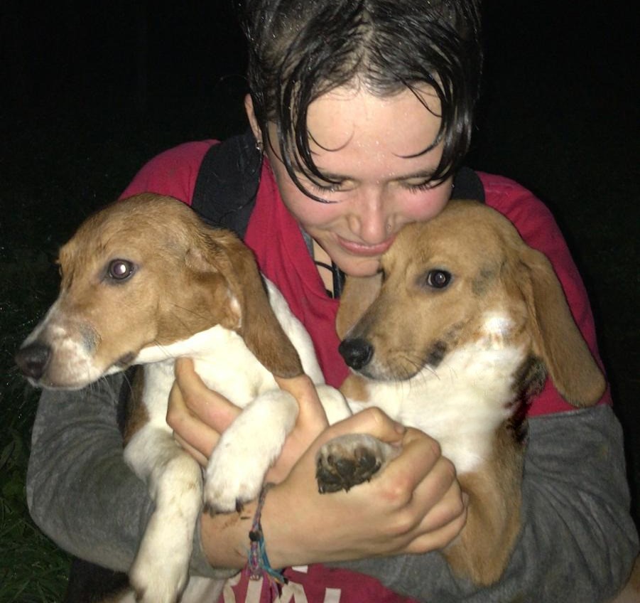 Today, 20/12/23, marks one year since 18 #beagle #puppies were rescued by @AnimalRising from #MBRAcres, a dog breeding facility in Cambridgeshire for medical and scientific testing. An additional 2 dogs, Love and Libby, made it out of the facility but were captured by police. 1/6