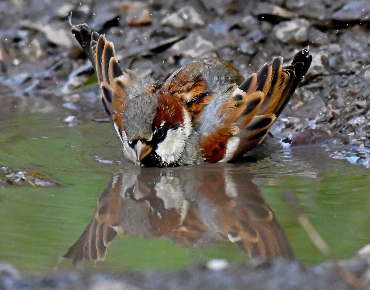 Male House Sparrow having a splashing good time! 😁 Taken recently at RSPB Greylake in Somerset. 🐦