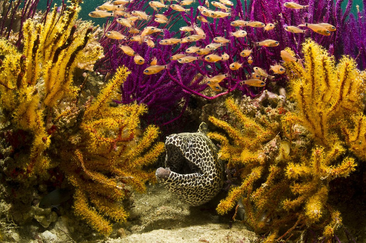 "Earth is where the strange and wonderful creatures exist! You don't have to use your imagination, you can just dive into the sea." <a href="/SylviaEarle/">Sylvia A. Earle</a> 

📸Warren Baverstock / Ocean Image Bank